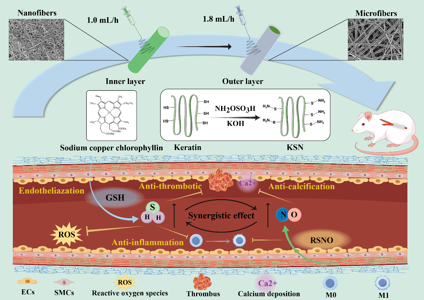 南京师范大学袁江教授&上交大儿医中心殷猛教授《Bioactive Materials》：具有促内皮化、抗血栓、抗炎与抗钙化功能的双层血管移植物